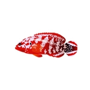 Red Flag Grouper